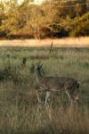 <img100*0:stuff/z/73640/deer%2520reference.1/i1262671748_3.jpg>