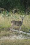 <img100*0:stuff/z/73640/deer%2520reference.1/i1262671748_4.jpg>