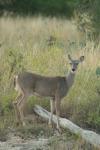 <img100*0:stuff/z/73640/deer%2520reference.1/i1262671748_5.jpg>
