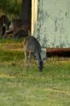 <img100*0:stuff/z/73640/deer%2520reference.1/i1262671748_6.jpg>
