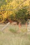 <img100*0:stuff/z/73640/deer%2520reference.1/i1262671748_7.jpg>
