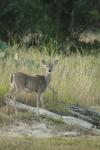 <img100*0:stuff/z/73640/deer%2520reference.1/i1262671748_8.jpg>