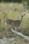 <img100*0:stuff/z/73640/deer%2520reference.1/i1262671748_9.jpg>