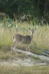 <img100*0:stuff/z/73640/deer%2520reference.1/i1262671749_12.jpg>