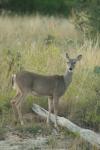 <img100*0:stuff/z/73640/deer%2520reference.1/i1262671749_13.jpg>