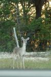 <img100*0:stuff/z/73640/deer%2520reference.1/i1262671749_14.jpg>