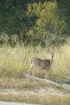 <img100*0:stuff/z/73640/deer%2520reference.1/i1262671749_15.jpg>
