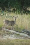 <img100*0:stuff/z/73640/deer%2520reference.1/i1262671749_16.jpg>