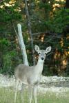 <img100*0:stuff/z/73640/deer%2520reference.1/i1262671749_17.jpg>