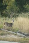 <img100*0:stuff/z/73640/deer%2520reference.1/i1262671749_18.jpg>