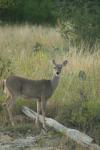 <img100*0:stuff/z/73640/deer%2520reference.1/i1262671749_19.jpg>