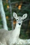 <img100*0:stuff/z/73640/deer%2520reference.1/i1262671749_20.jpg>