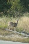 <img100*0:stuff/z/73640/deer%2520reference.1/i1262671749_21.jpg>
