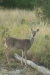 <img100*0:stuff/z/73640/deer%2520reference.1/i1262671749_22.jpg>