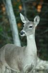 <img100*0:stuff/z/73640/deer%2520reference.1/i1262671749_23.jpg>