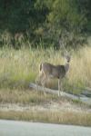<img100*0:stuff/z/73640/deer%2520reference.1/i1262671750_24.jpg>