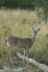 <img100*0:stuff/z/73640/deer%2520reference.1/i1262671750_25.jpg>