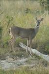 <img100*0:stuff/z/73640/deer%2520reference.1/i1262672160_1.jpg>