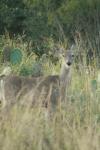 <img100*0:stuff/z/73640/deer%2520reference.1/i1262672160_11.jpg>