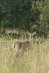 <img100*0:stuff/z/73640/deer%2520reference.1/i1262672160_12.jpg>