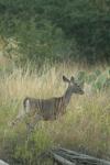 <img100*0:stuff/z/73640/deer%2520reference.1/i1262672160_2.jpg>