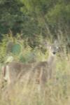 <img100*0:stuff/z/73640/deer%2520reference.1/i1262672160_3.jpg>