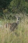 <img100*0:stuff/z/73640/deer%2520reference.1/i1262672160_4.jpg>