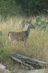 <img100*0:stuff/z/73640/deer%2520reference.1/i1262672160_5.jpg>