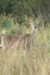 <img100*0:stuff/z/73640/deer%2520reference.1/i1262672160_6.jpg>