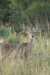 <img100*0:stuff/z/73640/deer%2520reference.1/i1262672160_8.jpg>