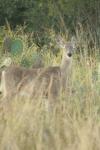 <img100*0:stuff/z/73640/deer%2520reference.1/i1262672160_9.jpg>