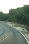 <img100*0:stuff/z/73640/deer%2520reference.1/i1262672161_13.jpg>