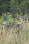 <img100*0:stuff/z/73640/deer%2520reference.1/i1262672161_14.jpg>