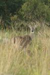 <img100*0:stuff/z/73640/deer%2520reference.1/i1262672161_15.jpg>