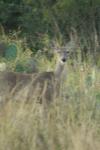 <img100*0:stuff/z/73640/deer%2520reference.1/i1262672161_16.jpg>