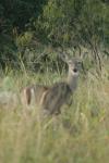 <img100*0:stuff/z/73640/deer%2520reference.1/i1262672161_17.jpg>