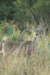 <img100*0:stuff/z/73640/deer%2520reference.1/i1262672161_18.jpg>