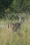 <img100*0:stuff/z/73640/deer%2520reference.1/i1262672161_19.jpg>