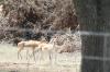<img100*0:stuff/z/73640/deer%2520reference.1/i1262673678_1.jpg>