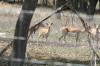 <img100*0:stuff/z/73640/deer%2520reference.1/i1262673678_2.jpg>