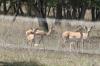 <img100*0:stuff/z/73640/deer%2520reference.1/i1262673678_3.jpg>