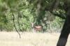 <img100*0:stuff/z/73640/deer%2520reference.1/i1262673678_4.jpg>