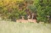 <img100*0:stuff/z/73640/deer%2520reference.1/i1262673678_5.jpg>