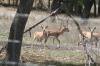 <img100*0:stuff/z/73640/deer%2520reference.1/i1262673678_6.jpg>
