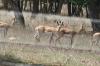 <img100*0:stuff/z/73640/deer%2520reference.1/i1262673679_10.jpg>