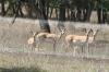 <img100*0:stuff/z/73640/deer%2520reference.1/i1262673679_11.jpg>