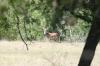<img100*0:stuff/z/73640/deer%2520reference.1/i1262673679_12.jpg>