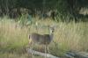 <img100*0:stuff/z/73640/deer%2520reference.1/i1262673679_13.jpg>