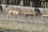 <img100*0:stuff/z/73640/deer%2520reference.1/i1262673679_14.jpg>
