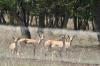 <img100*0:stuff/z/73640/deer%2520reference.1/i1262673679_7.jpg>